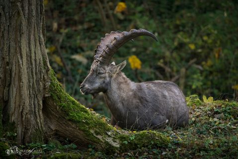 Animals & Nature